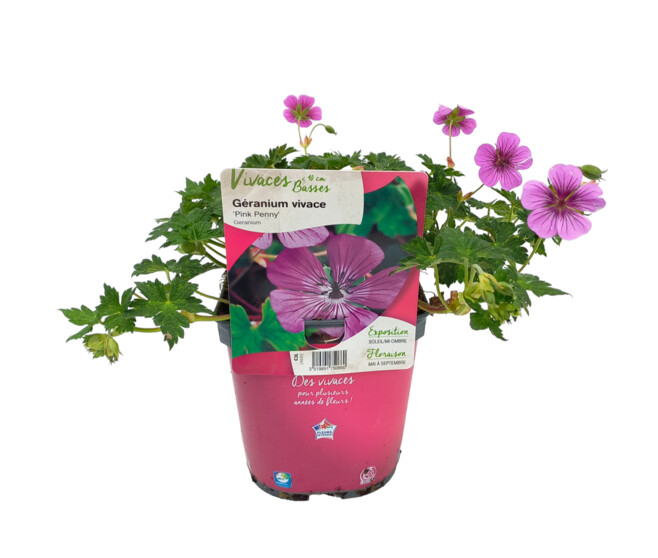 GERANIUM PINK PENNY