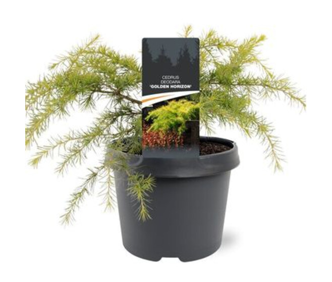 CEDRUS GOLDEN HORIZON