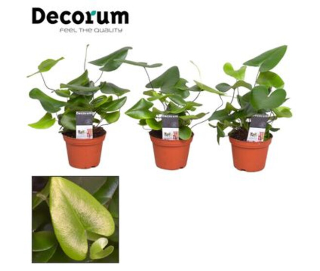 HEMIONITIS ARIFOLIA