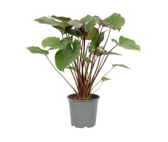 HOMALOMENA MAGGY