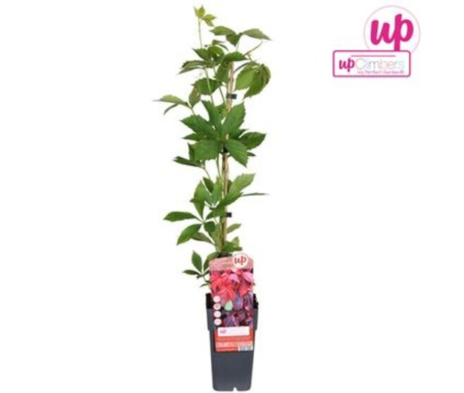 PARTHENOCISSUS QUINQUEFOLIA