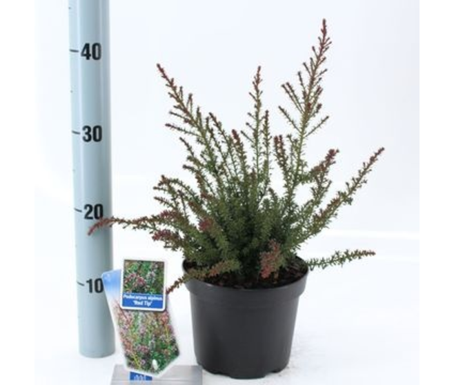 PODOCARPUS RED TIPS