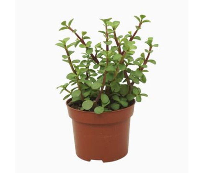 PORTULACARIA AFRA VERT