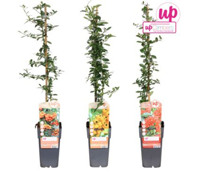 PYRACANTHA