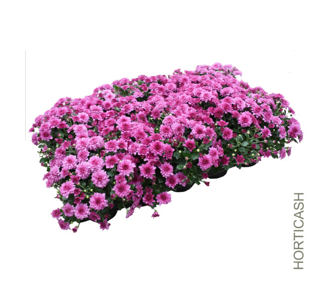 CHRYSANTHEME TAPISSANT
