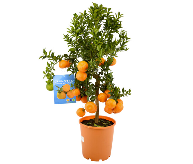 CHINOTTO 1/2TIGE