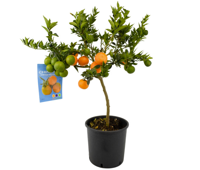 CHINOTTO 1/2TIGE