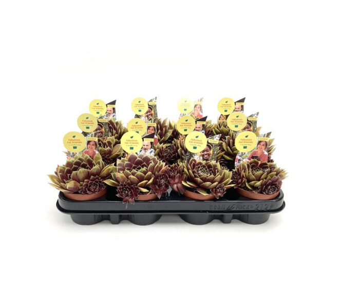 SEMPERVIVUM COLOROCKX
