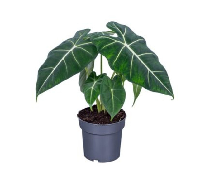 ALOCASIA FRYDEK