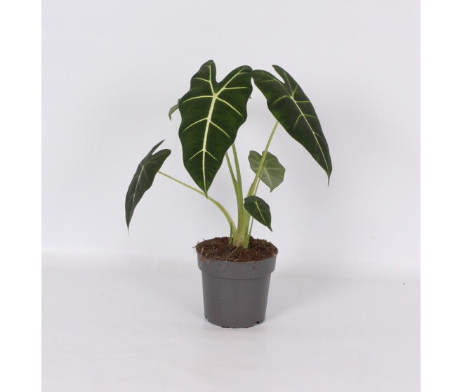 ALOCASIA FRYDEK