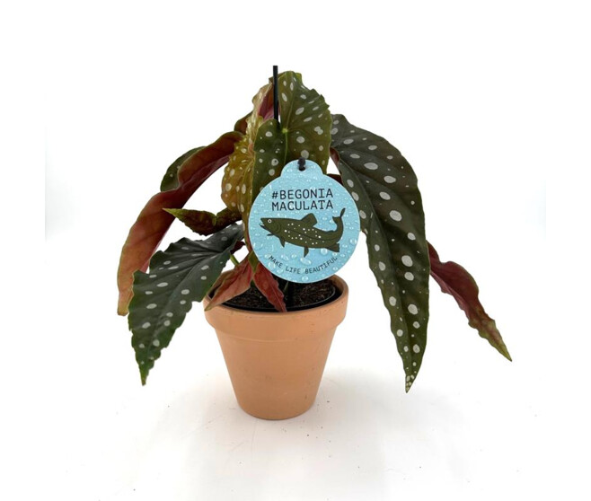 BEGONIA MACULATA P TERRE