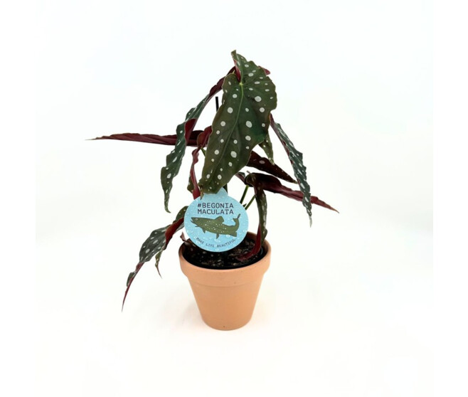 BEGONIA MACULATA P TERRE