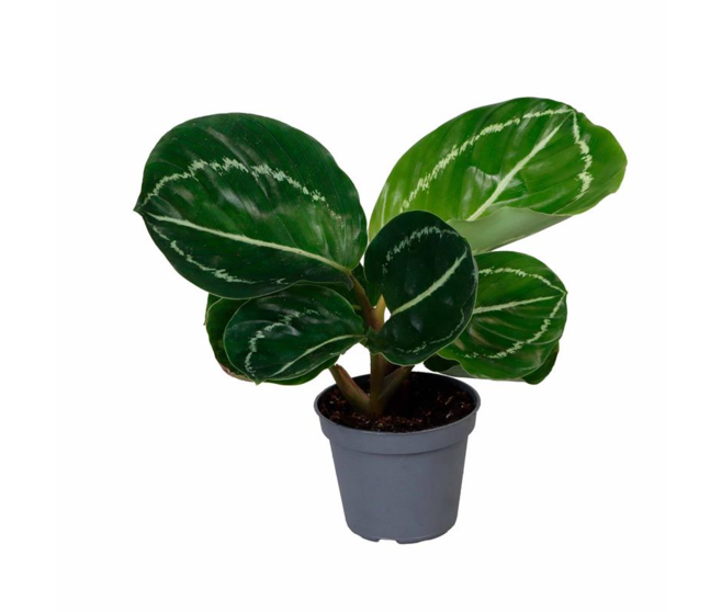 CALATHEA ROSEOPICTA