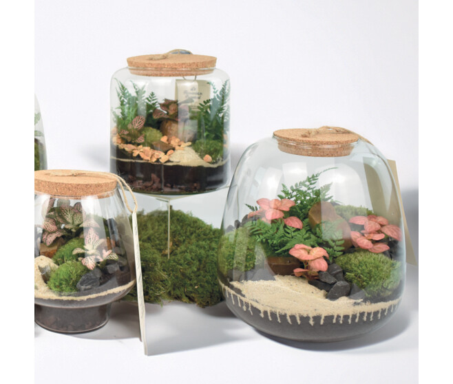 TERRARIUM OTHELLO 20