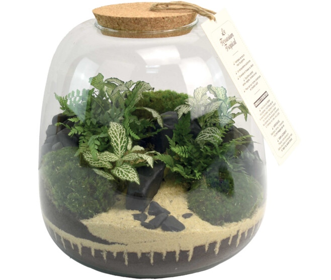 TERRARIUM OTHELLO 20