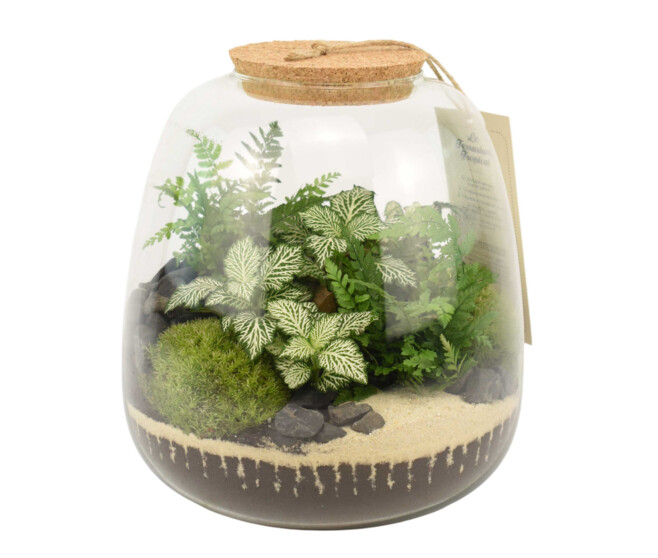 TERRARIUM OTHELLO 20