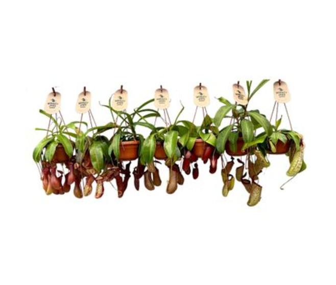 NEPENTHES MONKEY JARS VARIES SUSP