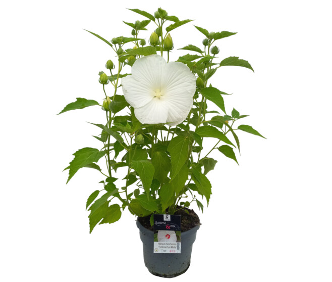 HIBISCUS MOSCHEUTOS PURE WHITE