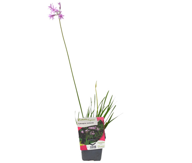 TULBAGHIA VIOLACEA