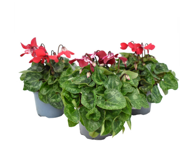 CYCLAMEN MINI DJIX