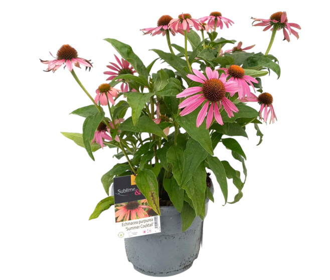ECHINACEE PURPUREA SUMMER COCKTAIL