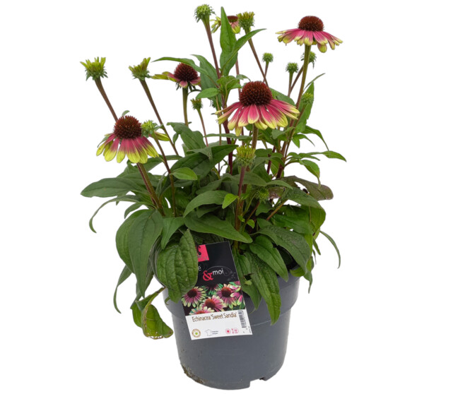 ECHINACEE PURPUREA SWEET SANDIA