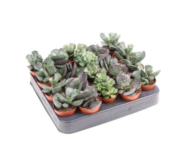 ADROMISCHUS CRISTATUS