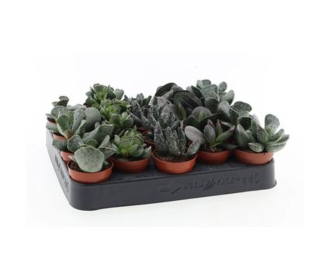 ADROMISCHUS CRISTATUS