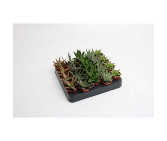 ALOE VARIE SPECIAL