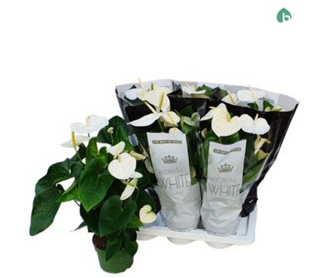ANTHURIUM ANDREANUM BLANC