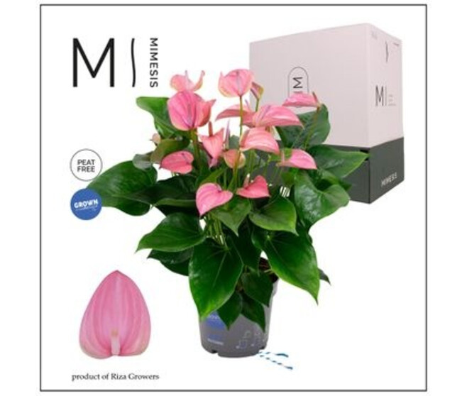 ANTHURIUM ANDREANUM JOLI ROSE