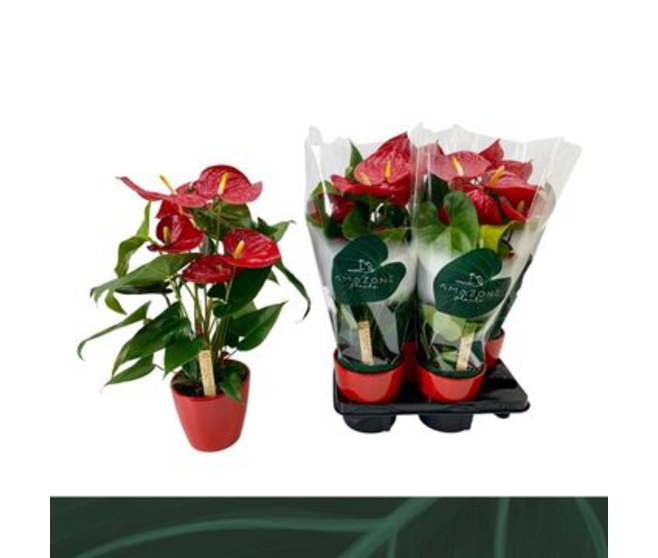 ANTHURIUM ANDREANUM NEVADA CERAM