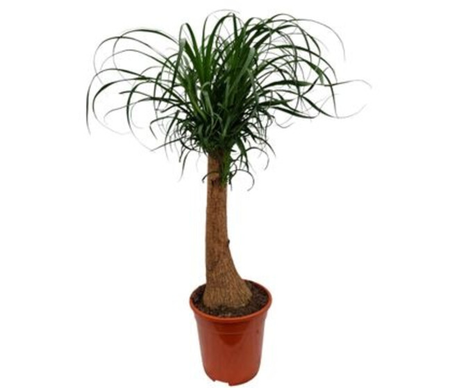 BEAUCARNEA TIGE