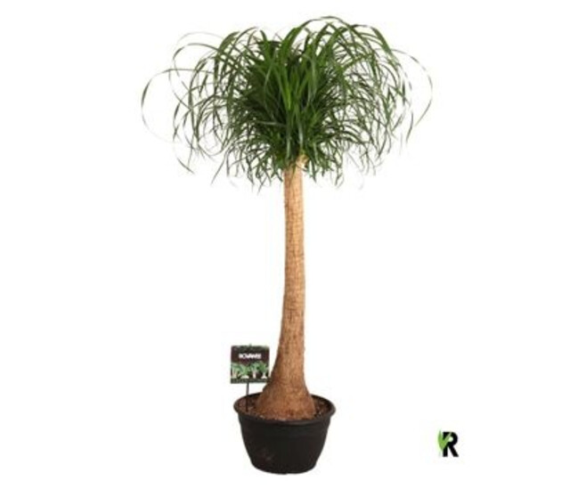 BEAUCARNEA TIGE