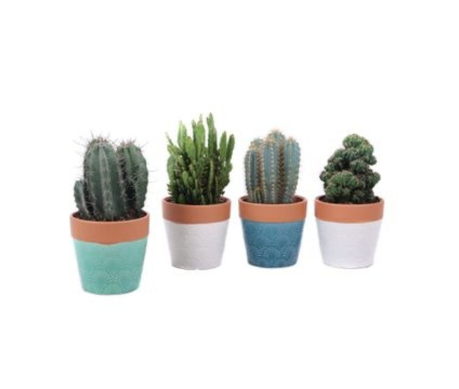 CACTUS VARIE CERAM