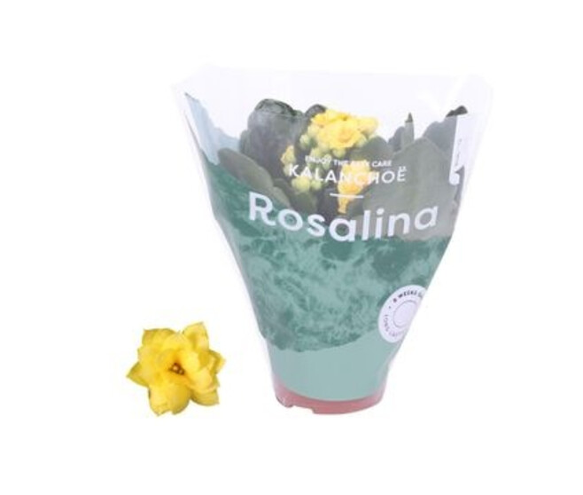 KALANCHOE FL DBLE JAUNE
