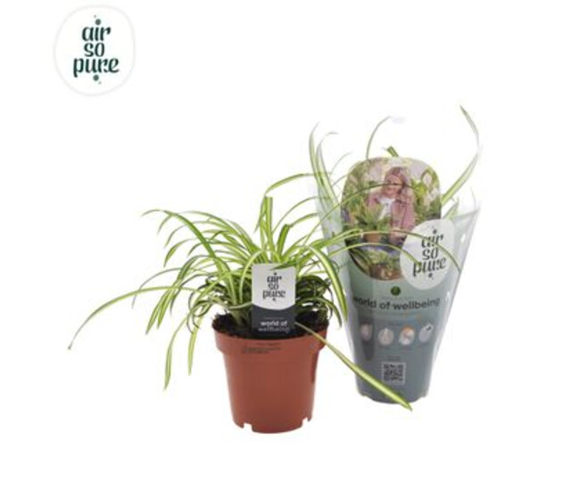 CHLOROPHYTUM ATLANTIC
