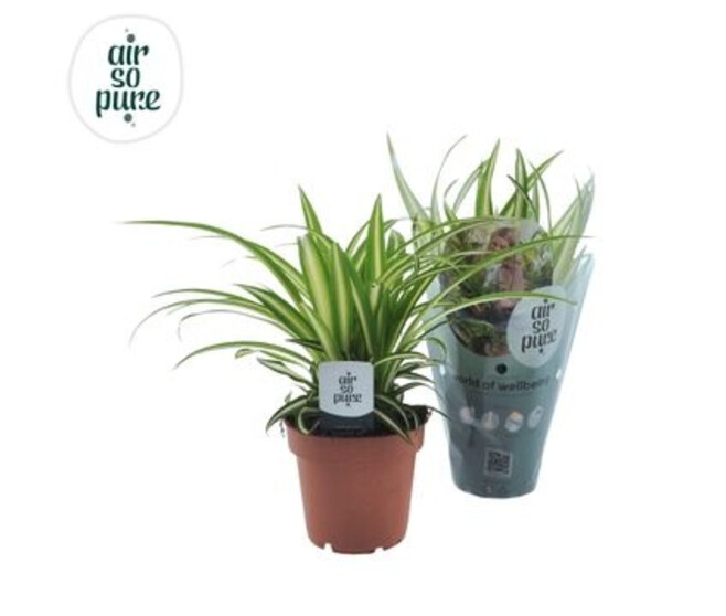 CHLOROPHYTUM ATLANTIC