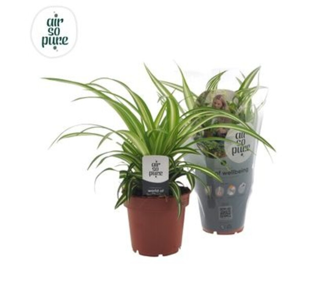 CHLOROPHYTUM ATLANTIC