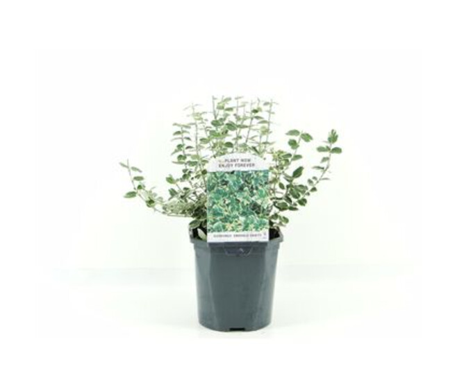 EUONYMUS EMERALD GAIETY