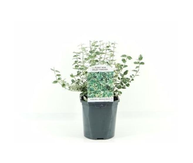EUONYMUS EMERALD GAIETY