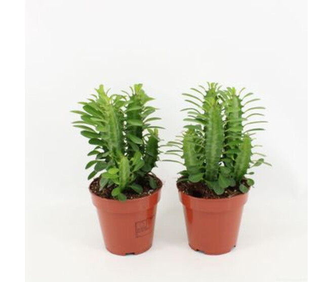 EUPHORBIA TRIGONA