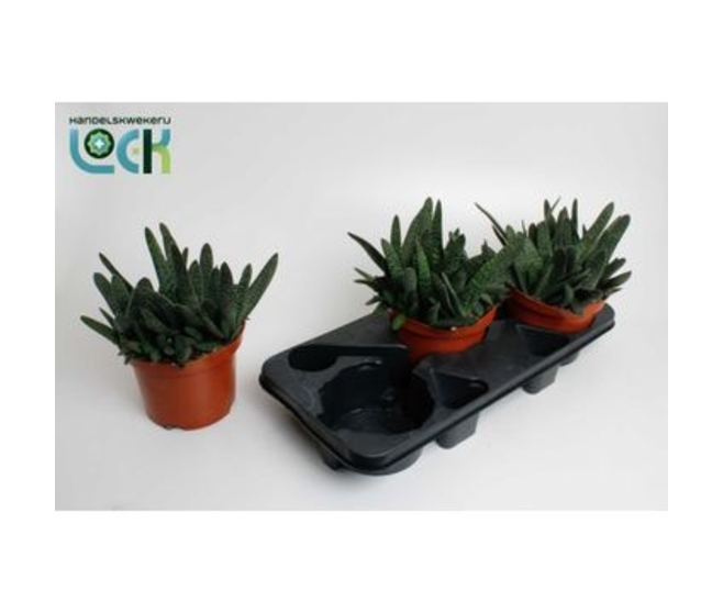 GASTERIA MINOR