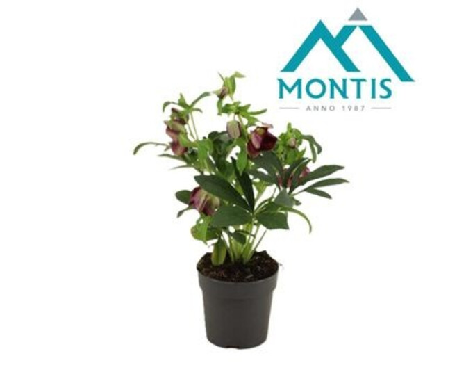 HELLEBORE ORIENTALIS RED