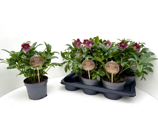 HELLEBORE ORIENTALIS VICTORIA