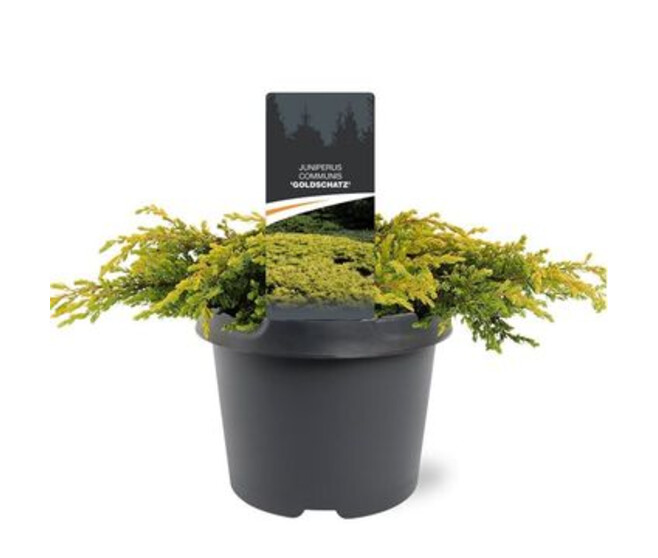 JUNIPERUS GOLDSCHATZ