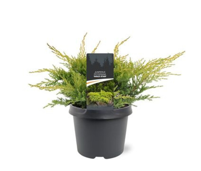 JUNIPERUS GOLD STAR
