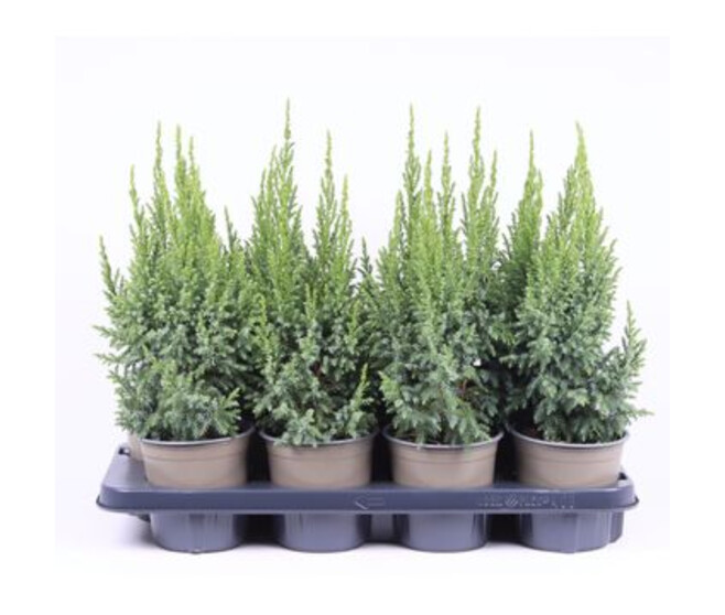 JUNIPERUS LODERI
