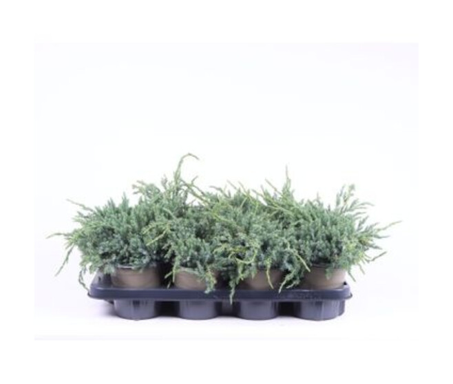 JUNIPERUS BLUE CARPET
