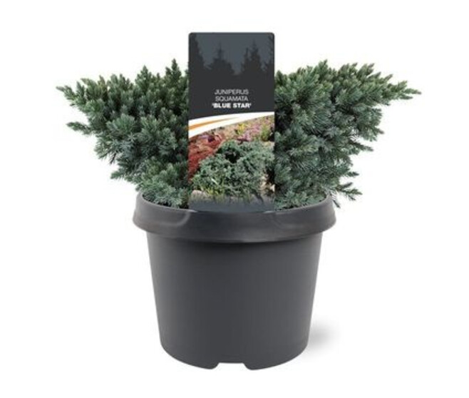 JUNIPERUS BLUE STAR